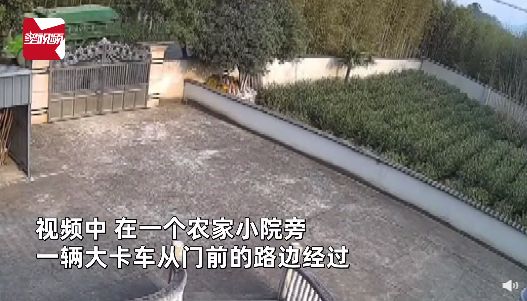 野猪被鸣笛吓到撞翻铁门飞越围墙：胖得灵活有活力