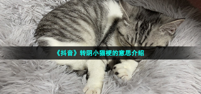 《抖音》转阴小猫梗的意思介绍