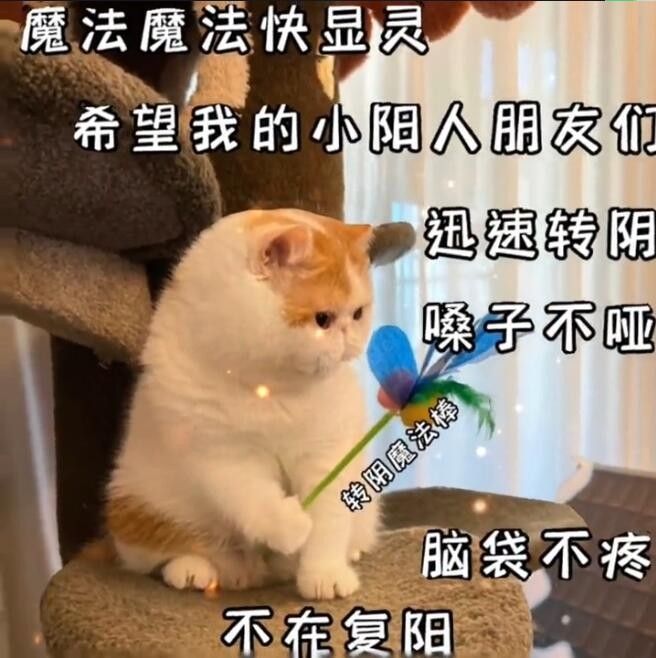 《抖音》转阴小猫梗的意思介绍